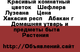 Красивый комнатный цветок   Шефлера Лузеана. › Цена ­ 1 000 - Хакасия респ., Абакан г. Домашняя утварь и предметы быта » Растения   